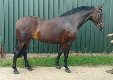 horsequest|heavy horses for sale uk.